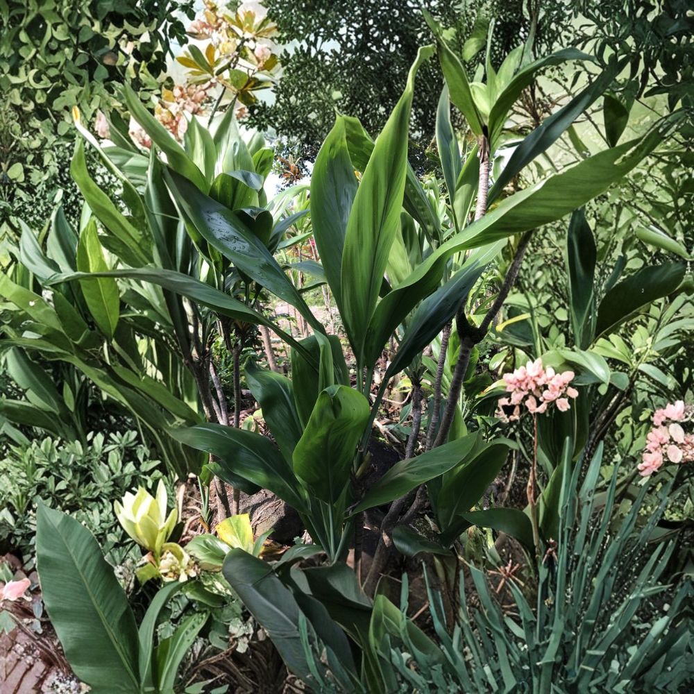 Hawaiian Green Ti Leaf Cuttings – Cordyline fruticosa Live Plant | 25 Pack 6 Inch Starter Logs | Tropical Foliage Plant | Landscape & Indoor Friendly | Easy to Grow