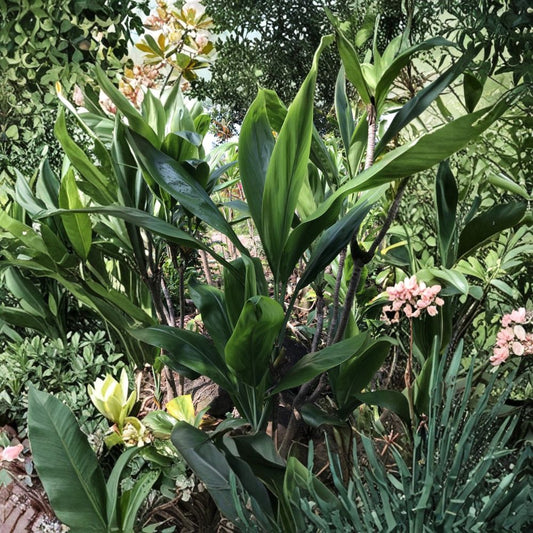 Hawaiian Green Ti Leaf Cuttings – Cordyline fruticosa Live Plant | 25 Pack 6 Inch Starter Logs | Tropical Foliage Plant | Landscape & Indoor Friendly | Easy to Grow