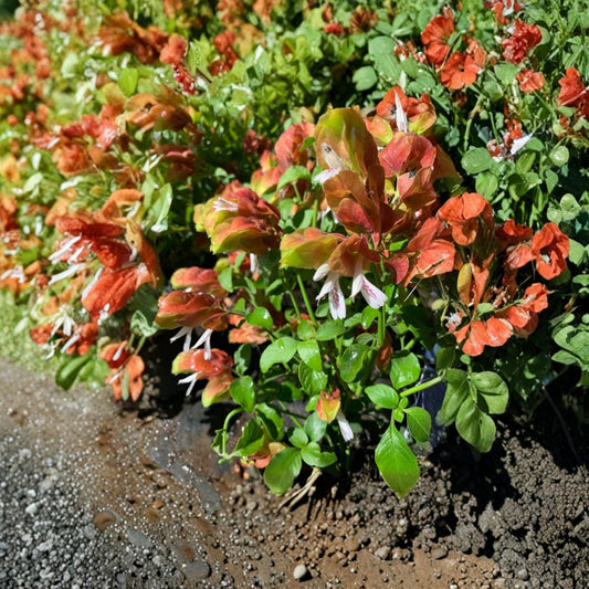 Shrimp Plant – Justicia brandegeeana Live Plant | 1 Foot Tall | Ships in 6" Pot  Unique Shrimp-Like Blooms | Nearly Year-Round Color | Tropical Accent