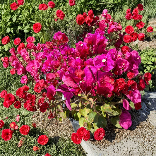 Bougainvillea ‘Temple Fire’ Live Flowering Bush | 1–2 Feet Tall | Shipped in 3 Gallon Pot  Fiery Red Bracts | Fast Growing Tropical Vine | Sun Loving