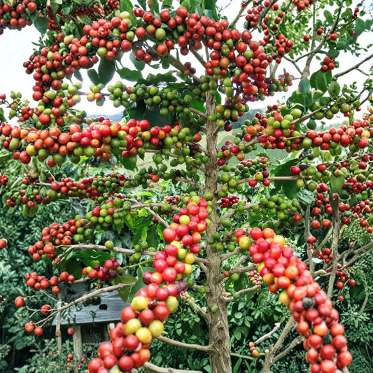 Arabica Coffee Plant – Coffea arabica Live Starter | Rooted Plant in Pot 2–6 Inch | Indoor Coffee Tree | Unique Gift Plant
