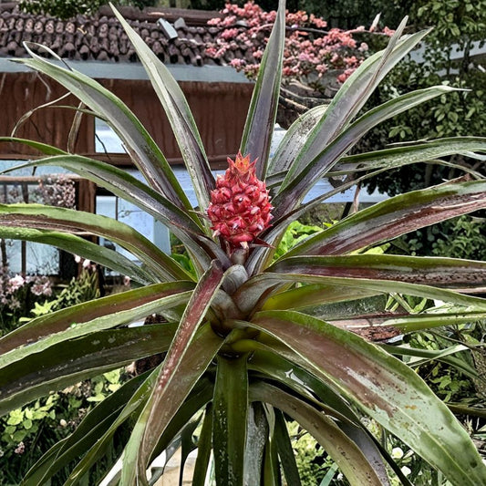 Red Pineapple Plant – Ananas comosus Live Tropical Plant | Easy Care | Ships in 1 Gallon Pot  Ornamental Edible Plant | Exotic Garden Accent | Container Friendly