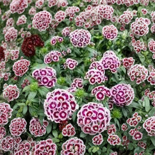 Dianthus Purple White Bicolor Live Flowering Plant | Shipped in 6 Inch Pot  Purple & White Blooms | Compact Perennial | Cottage Garden Favorite
