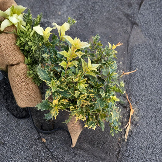 Goshiki Fall Holly – Osmanthus heterophyllus ‘Goshiki’ Live Plant | 1 Foot Tall | Ships in 1 Gallon (6") Pot  Five-Colored Foliage | Evergreen Shrub | Year-Round Interest