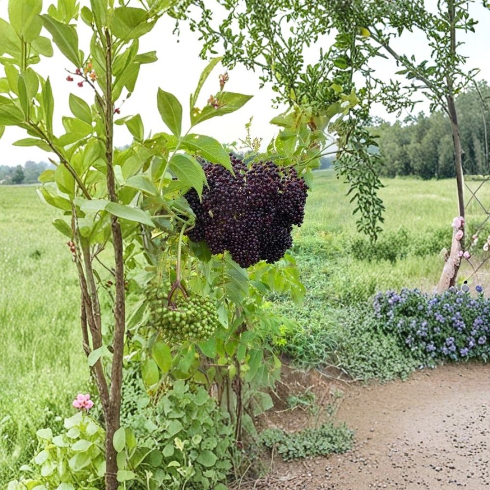 Black Elderberry Cuttings – Sambucus nigra Live Plant | 8 Pack Fresh Cuttings | Berry Producing Shrub | Edible Fruit Plant | Garden Ready