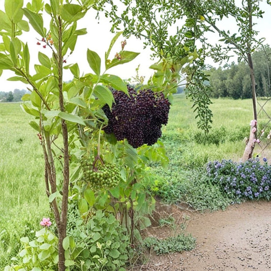 Black Elderberry Cuttings – Sambucus nigra Live Plant | 8 Pack Fresh Cuttings | Berry Producing Shrub | Edible Fruit Plant | Garden Ready