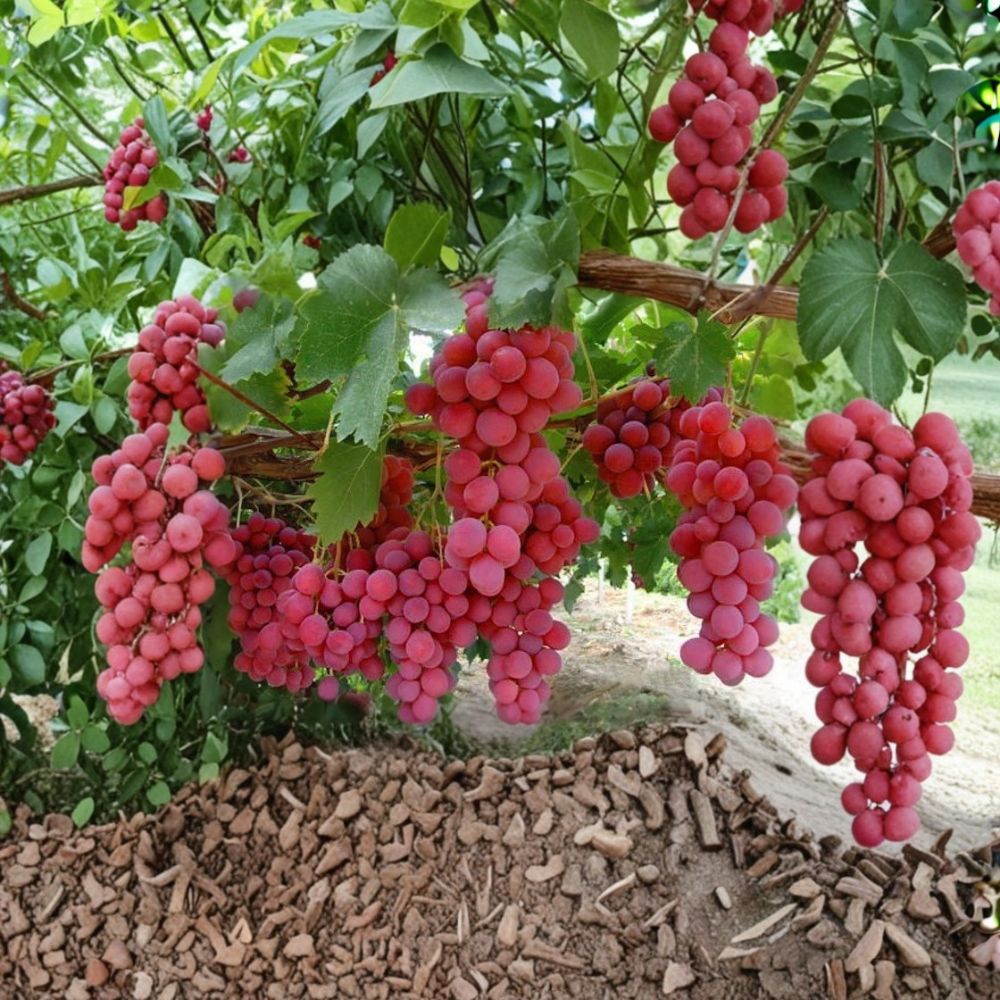 Mixed Grape Cuttings – Vitis vinifera Live Plant | 10 Unrooted Cuttings (5 Blue + 5 Pink) | Hardy Resistant Varieties | Fruit Vine Starter Pack