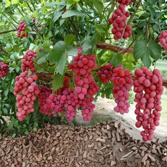 Mixed Grape Cuttings – Vitis vinifera Live Plant | 10 Unrooted Cuttings (5 Blue + 5 Pink) | Hardy Resistant Varieties | Fruit Vine Starter Pack