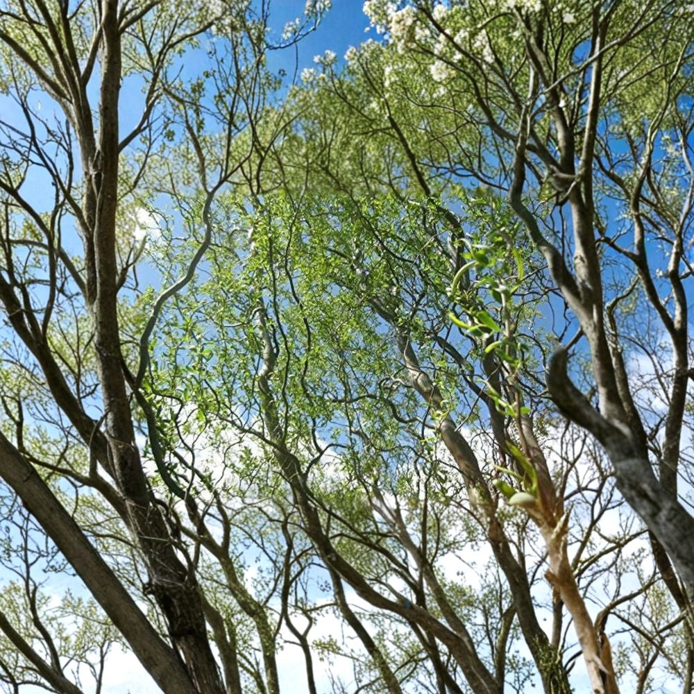 Salix matsudana ‘Tortuosa’ – Corkscrew Willow Grafted Tree | 4–5 Feet Tall | Ships in 3 Gallon Pot  Twisted Branches | Fast Growing Landscape Tree | Great for Wet Areas