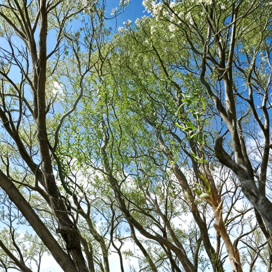 Salix matsudana ‘Tortuosa’ – Corkscrew Willow Grafted Tree | 4–5 Feet Tall | Ships in 3 Gallon Pot  Twisted Branches | Fast Growing Landscape Tree | Great for Wet Areas