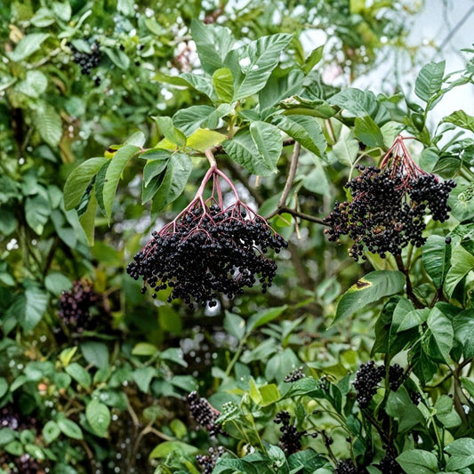 Black Elderberry Cuttings – Sambucus nigra Live Plant | 50 Pack Fresh Cuttings | Berry Producing Shrub | Edible Fruit Plant | Bulk Garden Starter