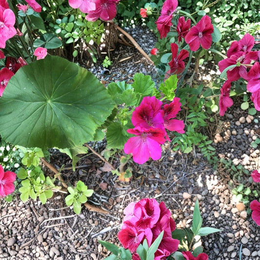 Martha Washington Geranium Cuttings – Pelargonium Live Plant | 4 Unrooted 5 Inch Cuttings | Mixed Colors | Flowering Indoor Outdoor Plant