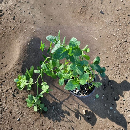 Peppermint – Mentha × piperita Live Herb Plant | 3 Inch Pot | Ships in Nursery Pot  Fresh Aromatic Herb | Culinary & Tea Favorite | Easy to Grow