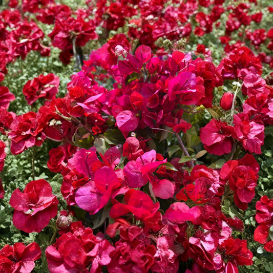 Sharon Wesley Bougainvillea – Bougainvillea hybrid Live Plant | 2 Feet Tall | Ships in 1 Gallon Pot  Orange & Red Blooms | Evergreen Flowering Vine | Heat Lover