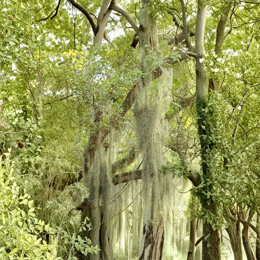 Spanish Moss Live Plant – Tillandsia usneoides Air Plant | 10 Gallon Bulk Fresh Moss | Hanging Airplant Decor | Natural Garden Filler | Easy Care