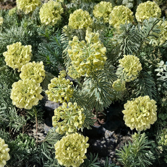 Euphorbia ‘Tasmania Tiger’ Live Variegated Plant | 1–2 Feet Tall | Shipped in 1 Gallon Pot  Cream & Green Foliage | Architectural Accent | Drought Tolerant Perennial