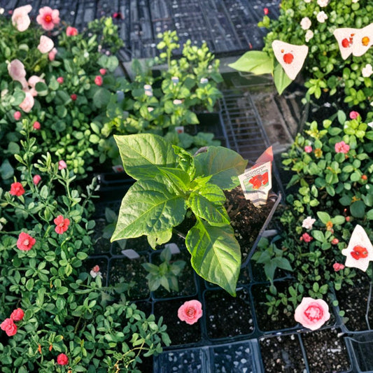 Scorpion Butch T Pepper – Capsicum chinense Live Hot Pepper Plant | 3 Inch Pot | Ships in Nursery Pot  Extremely Hot Chili | Rare Superhot Variety | Container Friendly