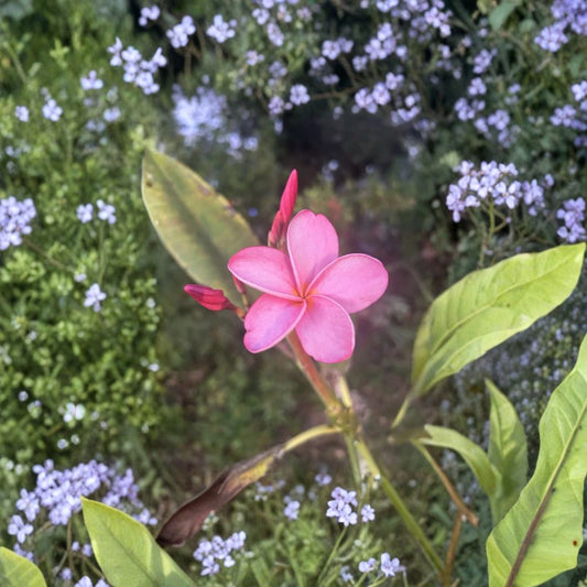 Plumeria Cuttings – Mixed Colors Live Plant | Pink, Yellow, White & Candy Stripe | Tropical Frangipani Cuttings | Fragrant Flower Plant | Easy to Grow