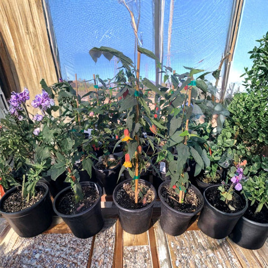 Abutilon ‘Sunset’ – Abutilon megapotamicum Hybrid Live Flowering Plant | 1–2 Feet Tall | Ships in 1 Gallon (6") Pot  Yellow & Red Lantern Blooms | Long Bloom Season | Part Sun to Shade
