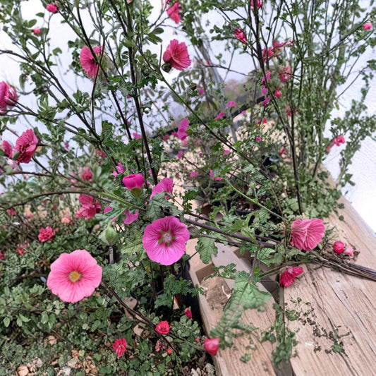 Anisodontea ‘New Princess’ Live Evergreen Shrub | 2 Feet Tall | Shipped in 1 Gallon Pot  Purple-Pink Blooms | Long Flowering Season | Sun Loving Shrub