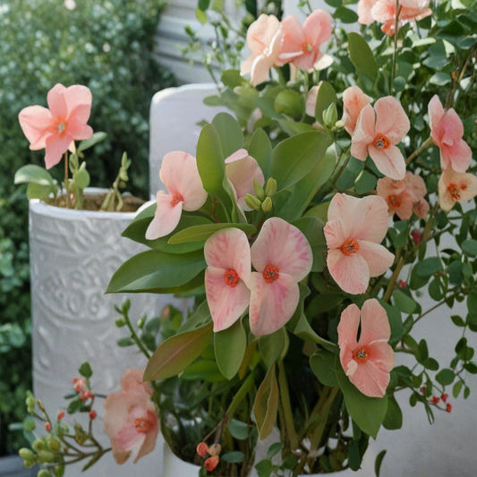 Crown of Thorns Cutting – Euphorbia milii “Yogurt Orchid” | 1 Unrooted Cutting | Rare Flowering Succulent | Easy Care Indoor Plant