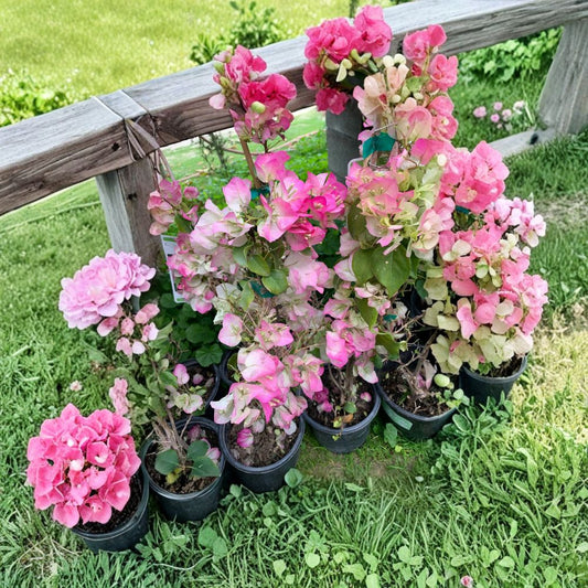 Bougainvillea Pink and White – Bougainvillea spp. Live Flowering Vine | 1–2 Feet Tall | Ships in 1 Gallon Pot  Vibrant Two-Tone Bracts | Fast Growing Climber | Sun Loving Plant