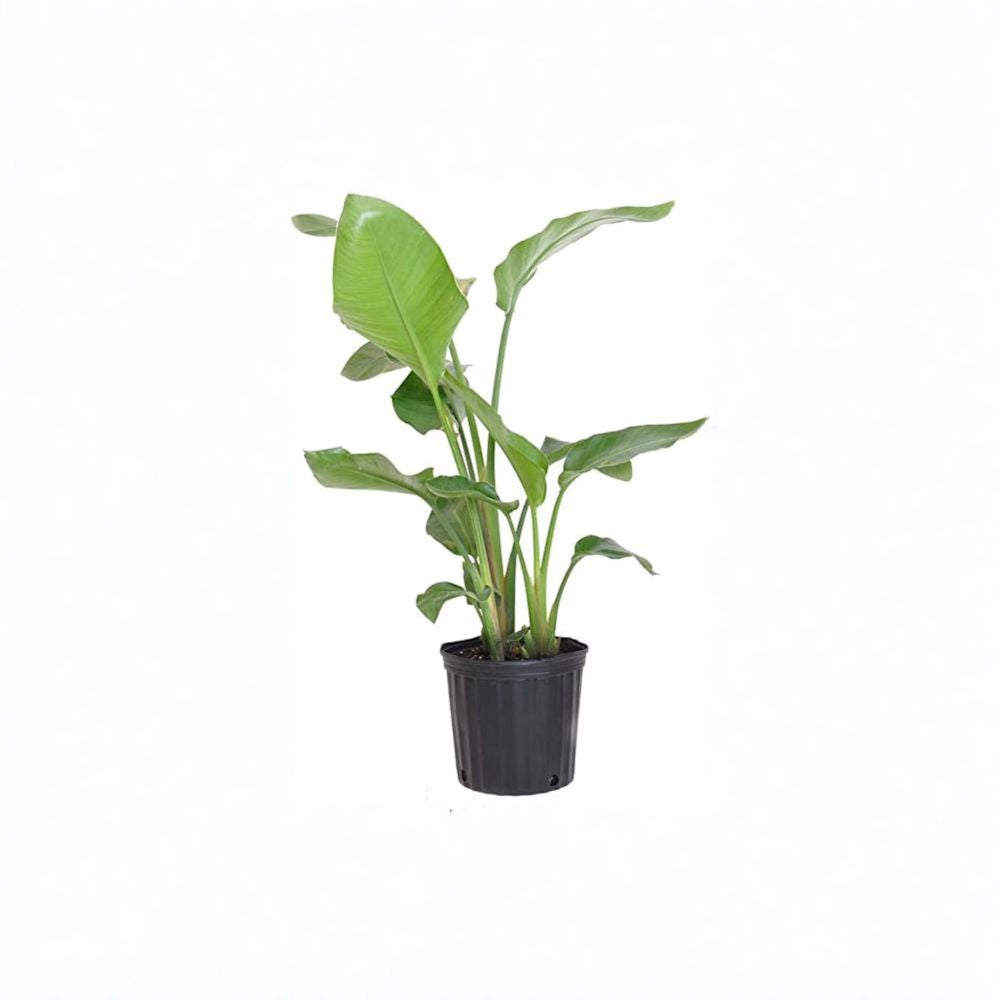 Giant Bird of Paradise – Strelitzia nicolai Live Tropical Plant | 2–3 Feet Tall | Multiple Trunks | Ships in 3 Gallon Pot  Bold Tropical Foliage | Statement Plant | Patio & Indoor Friendly