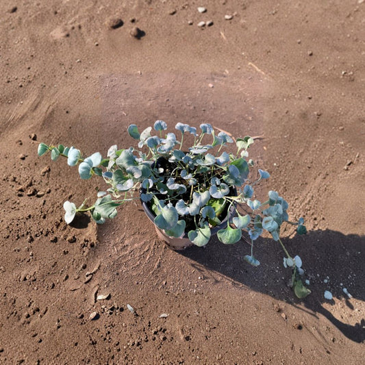 Dichondra ‘Silver Falls’ – Dichondra argentea Live Trailing Plant | 6–8 Inches Long | Ships in 3 Inch Pot  Silvery Cascading Foliage | Drought Tolerant | Perfect for Hanging Baskets