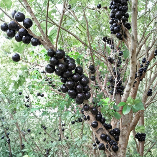 Jaboticaba (Myrciaria cauliflora) Live Tropical Fruit Plant | 1–2 Feet Tall | Shipped in 3 Gallon Pot  Rare Cauliflorous Fruit | Grape-Like Flavor | Exotic Backyard Tree