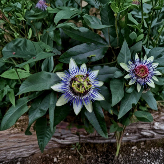 Passion Flower Vine Cutting – Passiflora Live Plant | 6–8 Inch Unrooted Cutting | Tropical Flowering Vine | Butterfly Garden Plant | Easy to Grow
