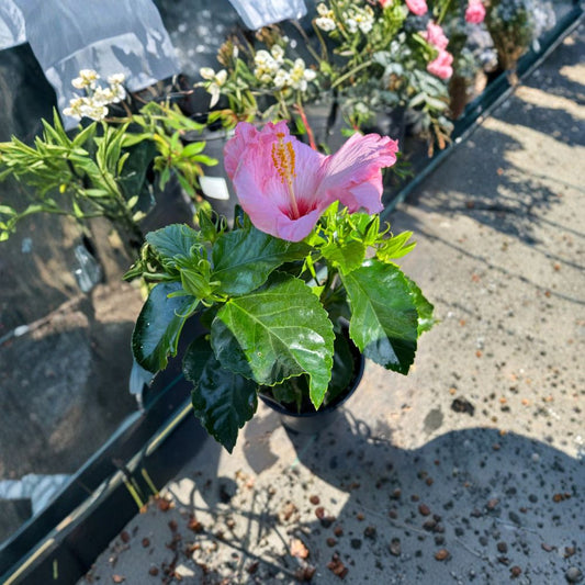 Hibiscus ‘Hollywood Trophy Wife’ – Hibiscus rosa-sinensis Live Tropical Plant | 1 Foot Tall | Includes 6" Pot  Bright Showy Blooms | Glossy Foliage | Patio Favorite