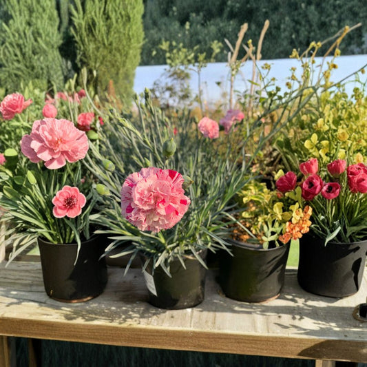 Dianthus ‘Devon Cottage Pinball Wizard’ Live Plant | 6 Inch Pot | Compact Flowering Perennial  Striped Double Blooms | Silvery Blue Foliage | Sun Garden Favorite