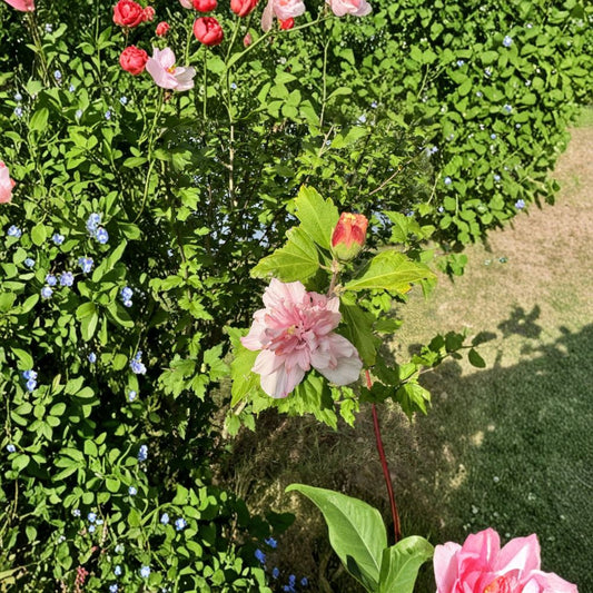 Pink Double Rose of Sharon Cuttings – 5 Unrooted Hibiscus Syriacus | Flowering Shrub | Hardy Garden Plant | Fast Growing