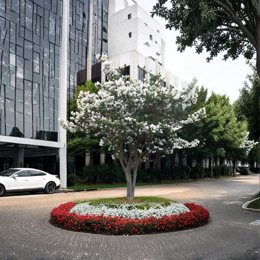 White Crepe Myrtle Live Plants – 2 Snow White Flowering Trees | Rooted Starter Plants | Fast Growing Crape Myrtle Bush | Easy Care