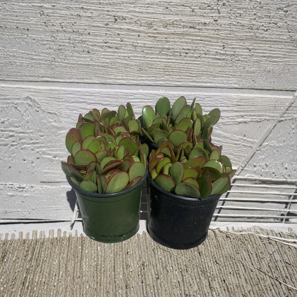 Jade Plant Cuttings – Crassula ovata Live Succulent | 18 Mixed Cuttings 2–4 Inch | Money Plant Starter Pack | Easy Indoor Plant