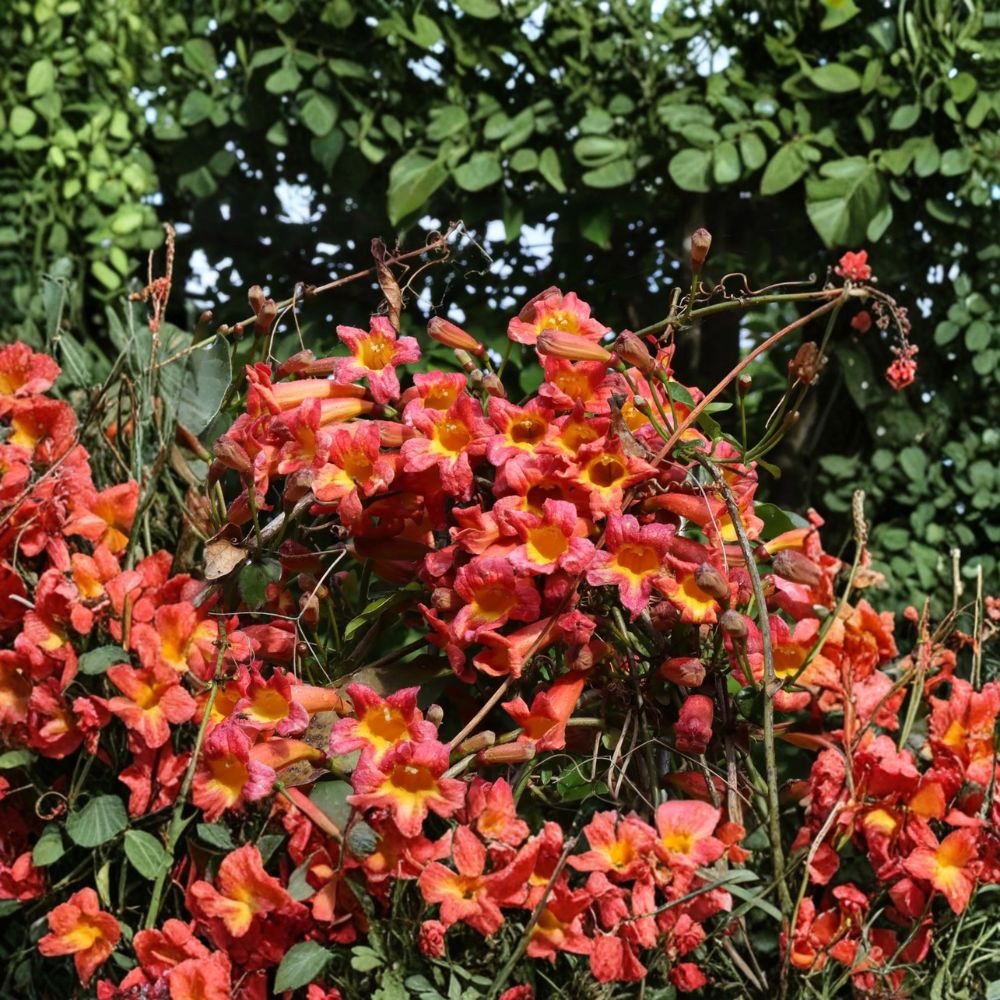 Bignonia ‘Dressed to Thrill’ – Trumpet Vine Live Starter Plant | 5–10 Inches Tall | Includes Nursery Pot Orange Red Blooms | Hummingbird Vine | Easy to Grow