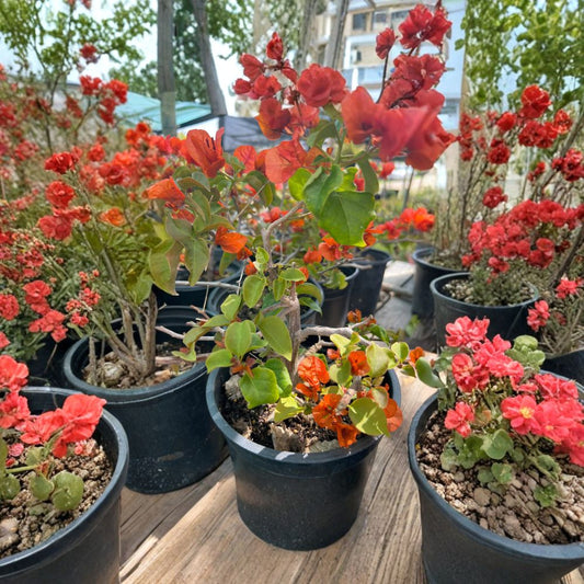 Fire Opal Bougainvillea – Bougainvillea hybrid Live Plant | 1 Foot Tall | Ships in 1 Gallon Pot  Thick Trunk for Bonsai | Vibrant Color | High Light Lover