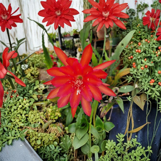Epiphyllum ‘Fayette’ Cuttings – Orchid Cactus | 2 Unrooted Cuttings | 8–10 Inches Long | Orange Blooming Epiphyllum | Rare Hybrid