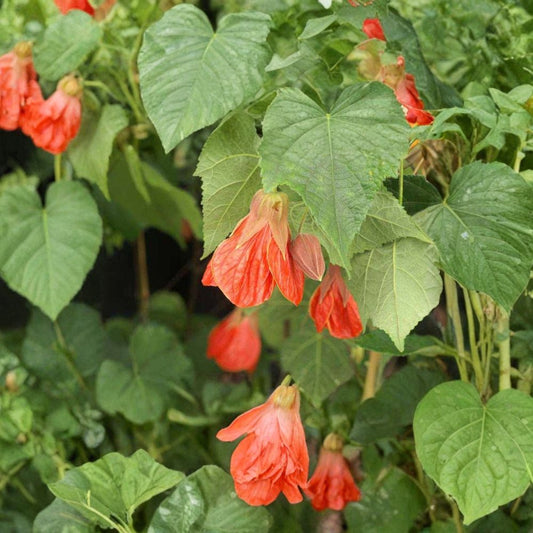 Abutilon ‘Christina’ – Flowering Maple Live Plant | 1–2 Feet Tall | Ships in 6" Pot  Graceful Bell-Shaped Blooms | Long Bloom Season | Patio & Shade Friendly