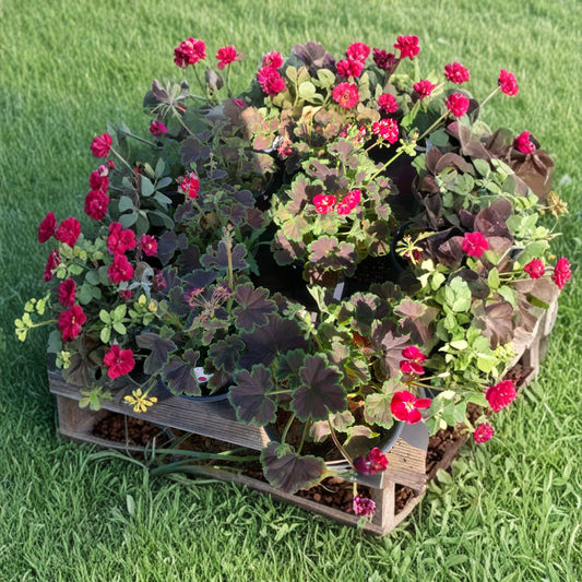 Geranium ‘Brocade Cherry Night’ – Pelargonium Hybrid Live Variegated Geranium | Shipped in 1 Gallon Pot  Dark Foliage | Bright Cherry-Red Blooms | Bold Container Color
