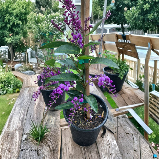 Hardenbergia Violacea ‘Happy Wanderer’ – Purple Coral Pea Live Flowering Vine | 1 Foot Tall | Ships in 6 Inch Pot  Fast Growing Climber | Violet Winter Blooms | Drought Tolerant Vine