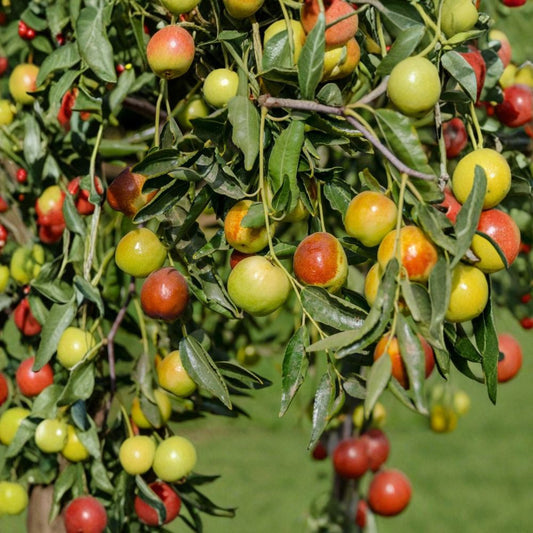 Jujube ‘Honey Jar’ Tree – Ziziphus jujuba Grafted Tree | 3–4 Feet Tall | Ships in 3 Gallon Pot  Extremely Sweet Fruit | Apple-Like Texture | Bigger Trunk Starter Tree