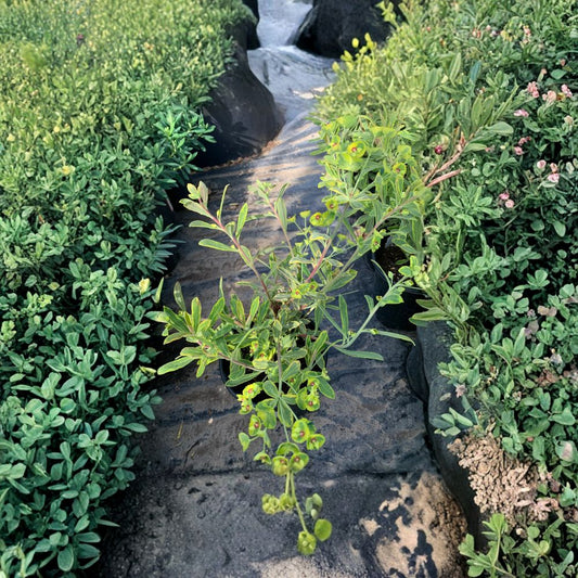 Euphorbia martinii ‘Ascot Rainbow’ Live Variegated Perennial | Shipped in 1 Gallon Pot  Multi-Colored Foliage | Drought Tolerant | Sun to Light Shade
