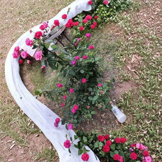 Seven Sisters Rose Cuttings – Rosa multiflora Live Plant | 6 Pack 10 Inch Cuttings | Climbing Heirloom Rose | Fragrant Garden Flower | Easy to Root