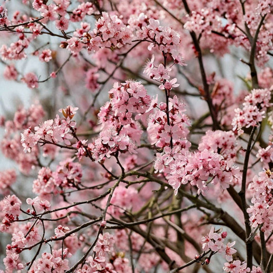 Hall’s Hardy Flowering Almond – Prunus dulcis ‘Hall’s Hardy’ Live Tree | 3–4 Feet Tall | Ships in 3 Gallon Pot  Profuse Pink Blooms | Cold Hardy Variety | Self-Fruitful Tree