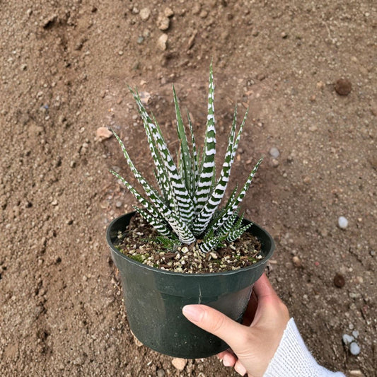 Haworthia attenuata ‘Big Band’ Live Succulent Plant | Approx. 2 Inches Tall | Shipped in 1 Gallon Pot  Bold White Bands | Compact Zebra Succulent | Easy Care Houseplant