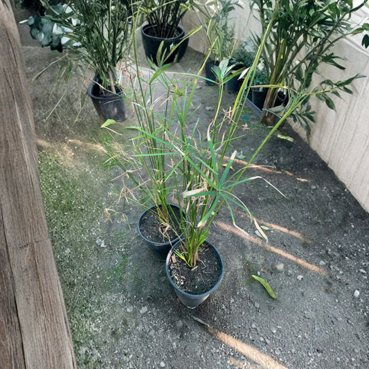 Umbrella Palm – Cyperus alternifolius Live Plant | 1–2 Feet Tall | Ships in 1 Gallon Pot  Water-Loving Accent | Tropical Foliage | Indoor or Outdoor