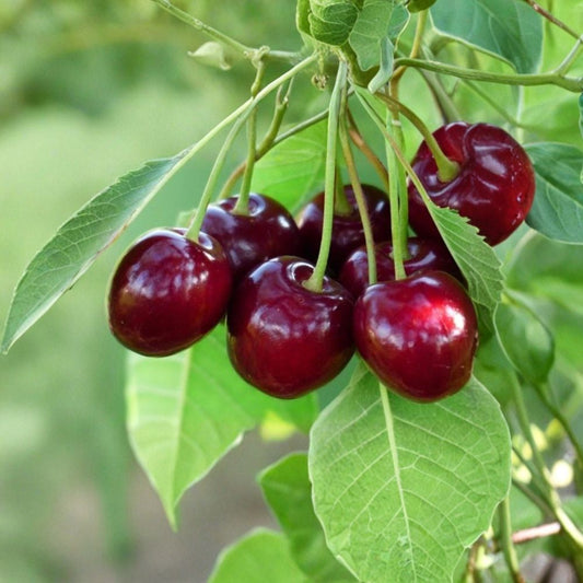 Sour Cherry Cuttings – Wanda + Star of Vytenai Collection | 6 Pack (3+3) Live Cuttings | Fruit Tree Scion Wood | For Grafting or Rooting | Hardy Varieties