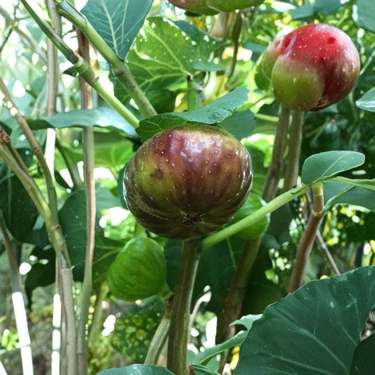 Brooklyn Dark Fig Cuttings – Ficus carica Live Plant | 1+ Unrooted Cutting 8+ Inch | Rare Fig Variety | Sweet Fruit Tree Starter