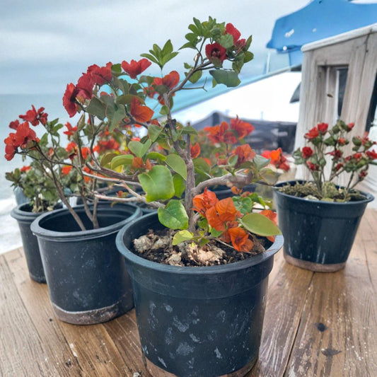 Fire Opal Bougainvillea – Bougainvillea spp. Live Flowering Vine | 1 Foot Tall | Ships in 6 Inch Pot  Vibrant Orange-Red Blooms | Fast Growing Climber | Sun Loving Tropical
